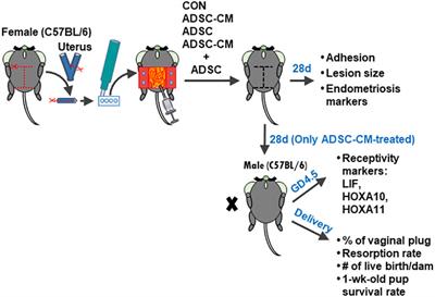 A novel therapeutic approach for endometriosis using adipose-derived stem cell-derived conditioned medium- A new hope for endometriotic patients in improving fertility